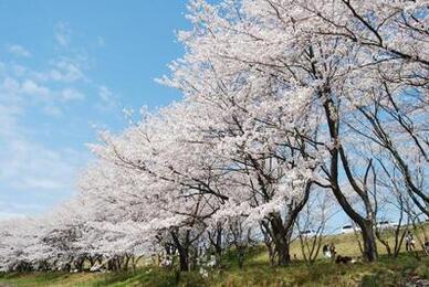 写真：笠原の桜