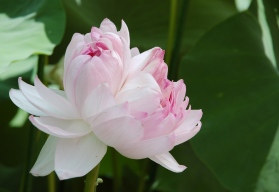 近江妙連の花の写真