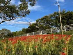写真：北川原公園に咲く彼岸花