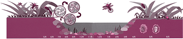 イラスト：ホタルの生息環境と草の図