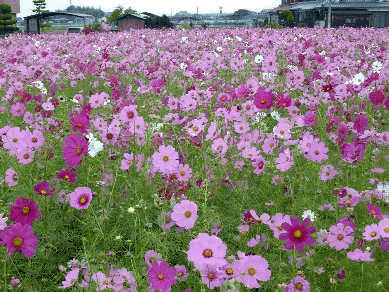 写真：コスモス