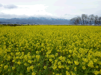 写真：菜の花