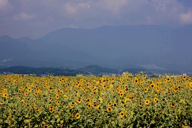 写真：ひまわり