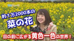 動画サムネイル：目の前に広がる黄色一色の世界！菜の花