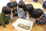 写真：幼虫を観察する園児たち
