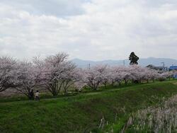 桜並木の写真