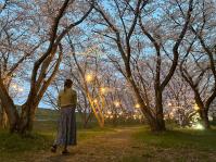 写真：夜桜を見物する花見客