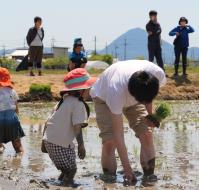 一本ずつ丁寧に稲苗を植える参加者の写真