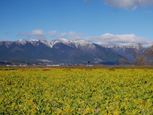 写真：第1なぎさ公園から見た琵琶湖・比良山・菜の花畑・市街地