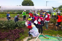 野菜の収穫を体験する参加者の写真