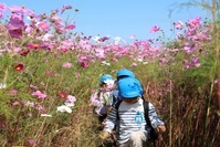 コスモス畑の中を歩く園児の写真