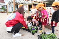 花の苗を植える園児の写真