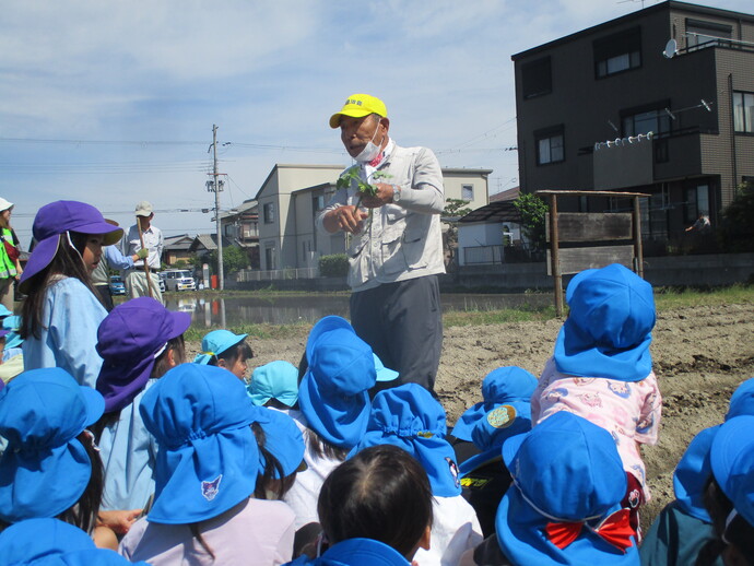 しゃしん、営農クラブ、菜種とり