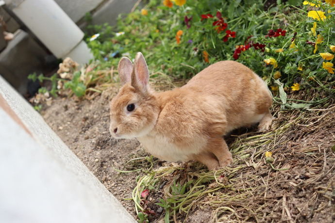 しゃしん　うさぎとふれあう