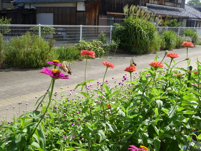 花とチョウ