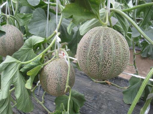 写真：図書館外観